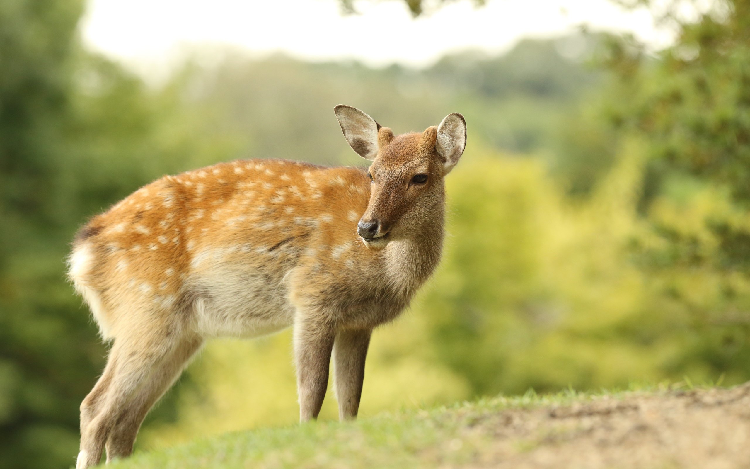 Обои природа, олень, боке, самка, nature, deer, bokeh, female разрешение 5184x3456 Загрузить