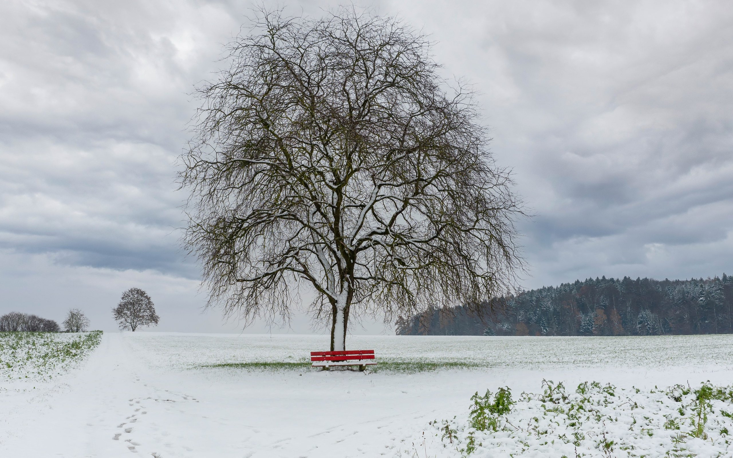 Обои снег, дерево, зима, поле, скамья, snow, tree, winter, field, bench разрешение 3840x2160 Загрузить