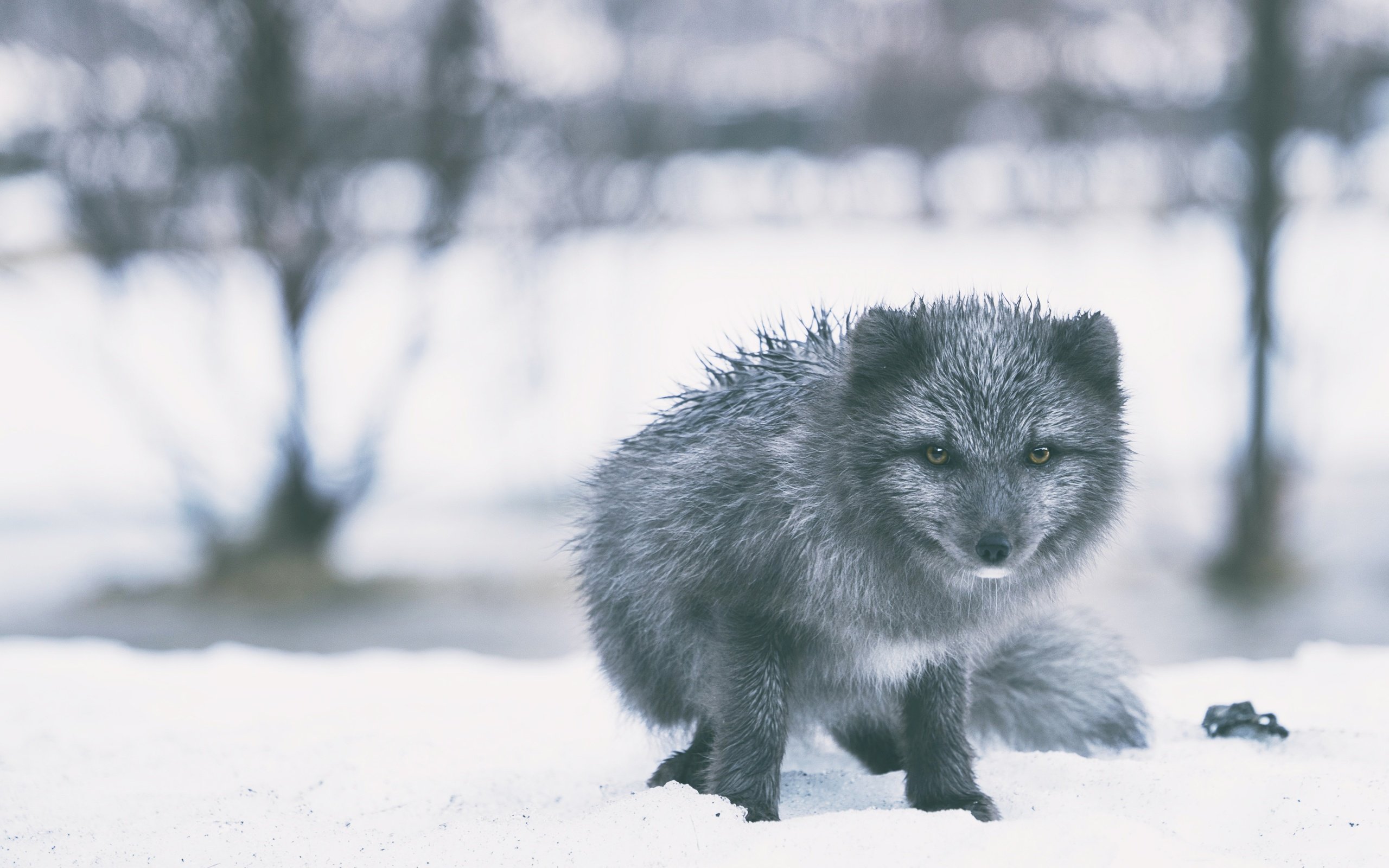 Обои снег, зима, взгляд, серый, сугробы, песец, snow, winter, look, grey, the snow, fox разрешение 3840x2632 Загрузить