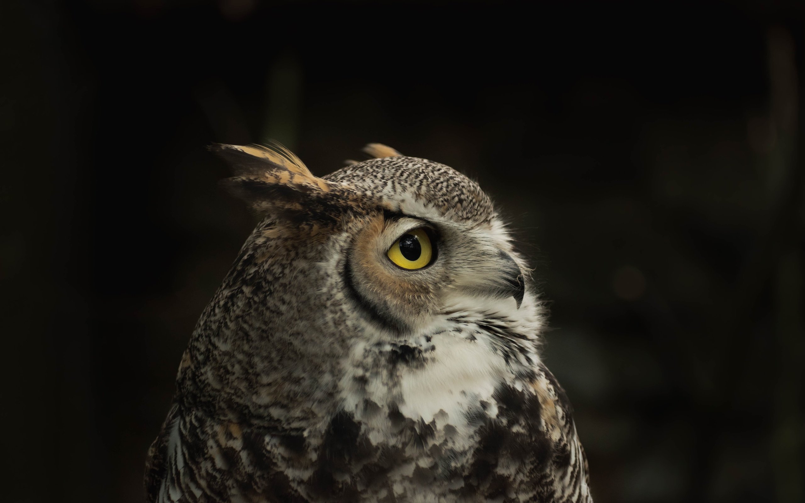 Обои сова, птица, черный фон, филин, owl, bird, black background разрешение 6000x4000 Загрузить