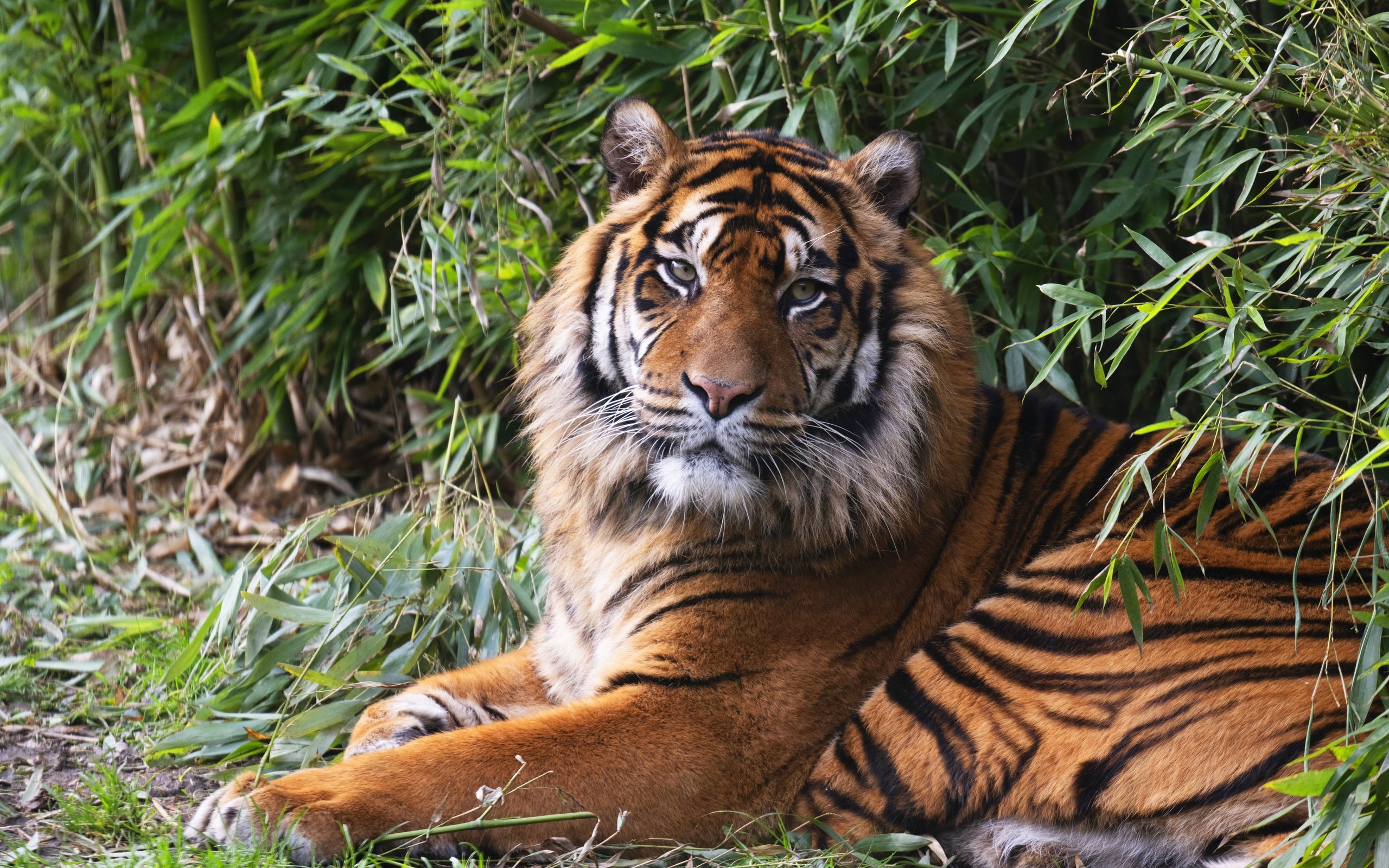 Обои тигр, кусты, лежит, tiger, the bushes, lies разрешение 8256x5504 Загрузить