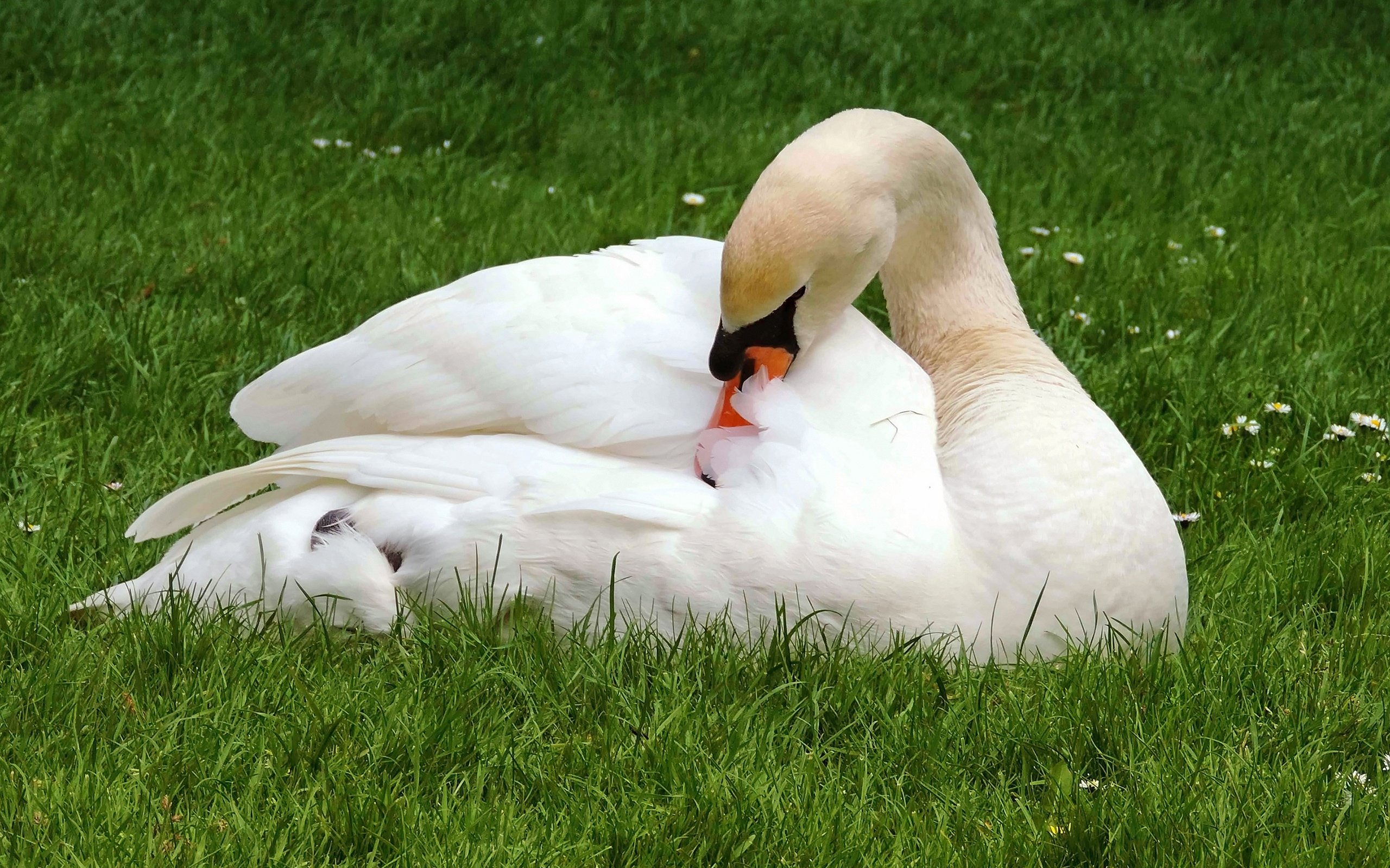 Обои лебедь, трава, природа, белый, лежит, поляна, птица, клюв, перья, swan, grass, nature, white, lies, glade, bird, beak, feathers разрешение 2560x1707 Загрузить