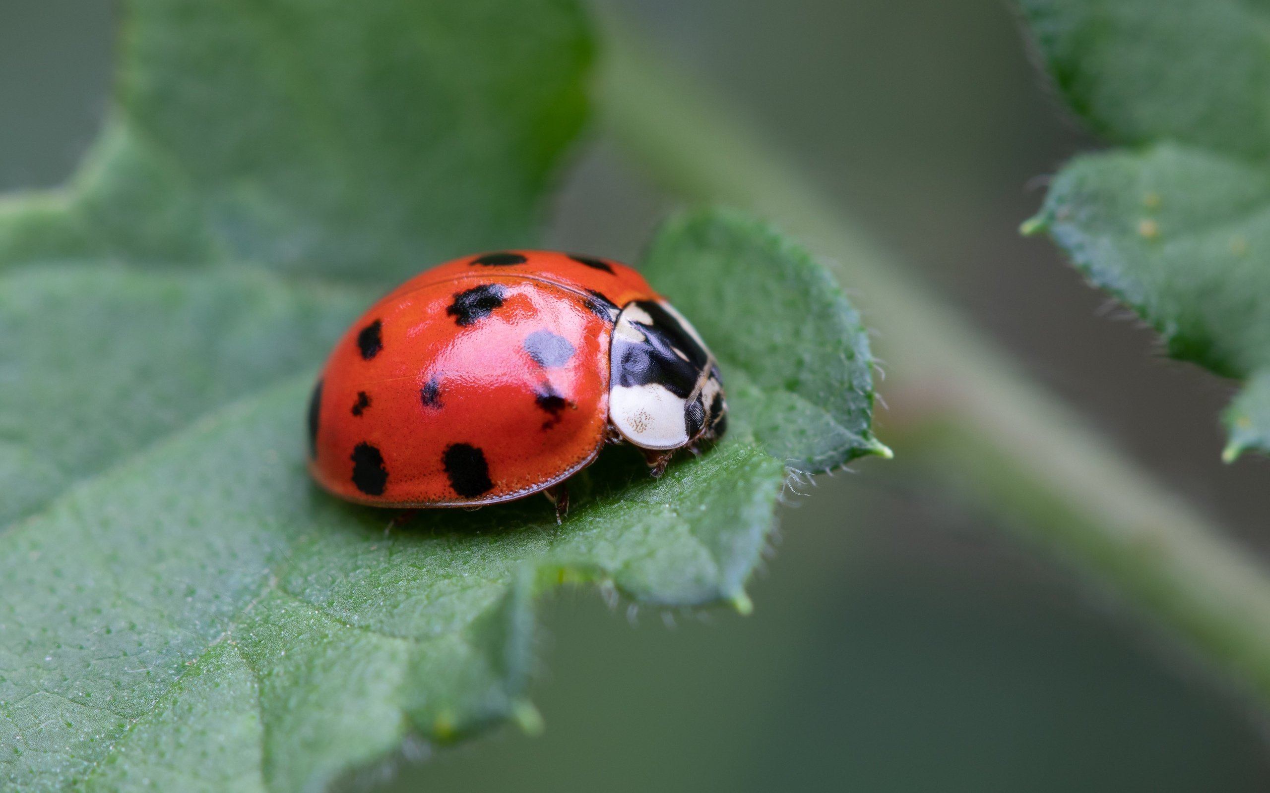 Обои жук, макро, фон, божья коровка, боке, beetle, macro, background, ladybug, bokeh разрешение 5851x3291 Загрузить