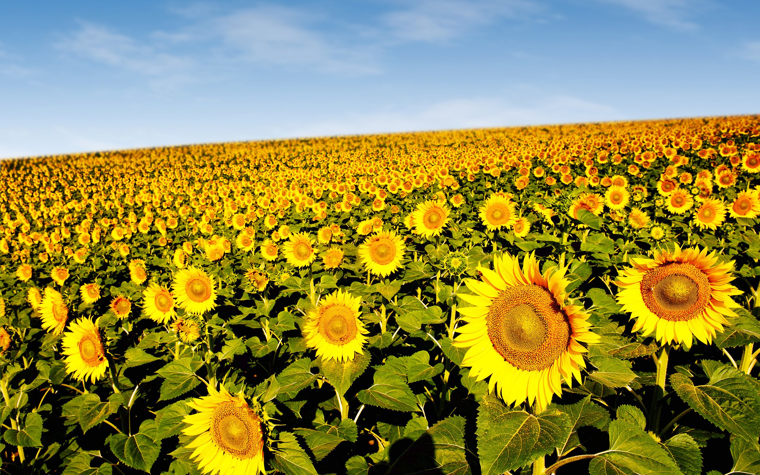 Обои подсолнухи, sunflowers разрешение 3606x2400 Загрузить