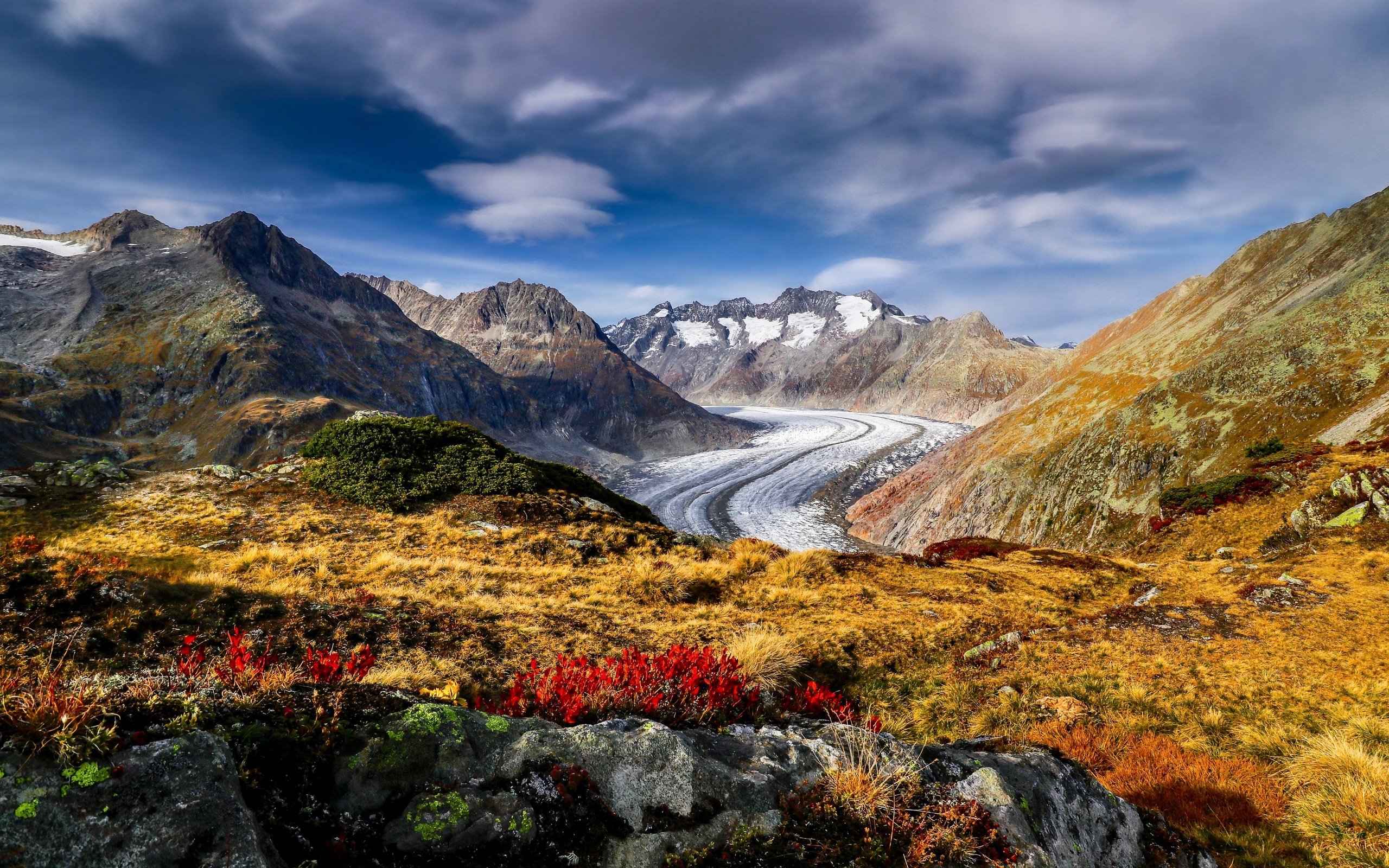 Обои цветы, горы, швейцария, альпы, ледник, алечский ледник, aletsch glacier, flowers, mountains, switzerland, alps, glacier разрешение 3872x2581 Загрузить