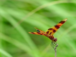 Обои ветка, зелень, стрекоза, branch, greens, dragonfly разрешение 1920x1440 Загрузить