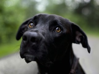 Обои мордочка, взгляд, черный, собака, лабрадор ретривер, muzzle, look, black, dog, labrador retriever разрешение 2560x1600 Загрузить