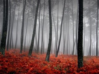 Обои трава, деревья, туман, красный, grass, trees, fog, red разрешение 3543x2362 Загрузить