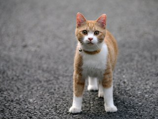 Обои кот, мордочка, усы, кошка, взгляд, асфальт, ошейник, cat, muzzle, mustache, look, asphalt, collar разрешение 1920x1536 Загрузить