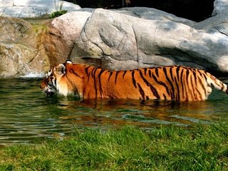 Обои тигр, водоем, купание, tiger, pond, bathing разрешение 1920x1200 Загрузить