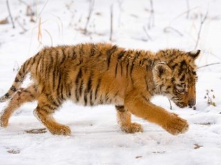 Обои тигр, снег, тигренок, малыш, tiger, snow, baby разрешение 1920x1200 Загрузить