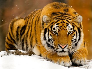 Обои тигр, снег, зима, хищник, рыжий, зверь, tiger, snow, winter, predator, red, beast разрешение 1920x1200 Загрузить