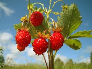 Обои природа, обои, клубника, nature, wallpaper, strawberry разрешение 2048x1536 Загрузить