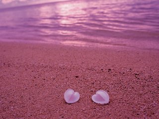 Обои берег, песок, пляж, сердце, ракушки, любовь, розовый, shore, sand, beach, heart, shell, love, pink разрешение 2560x1600 Загрузить