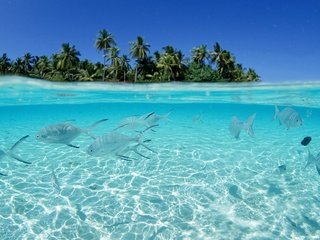 Обои вода, рыбы, дно, пальмы, water, fish, the bottom, palm trees разрешение 1920x1200 Загрузить