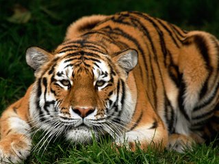 Обои тигр, трава, животные, кошка, киска, киса, фоновые рисунки, животно е, tiger, grass, animals, cat, pussy, kitty, wallpapers разрешение 1920x1034 Загрузить