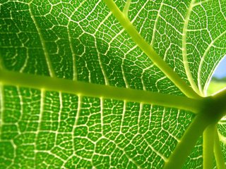 Обои зелёный, макро, лист, прожилки, растение, green, macro, sheet, veins, plant разрешение 2560x1600 Загрузить