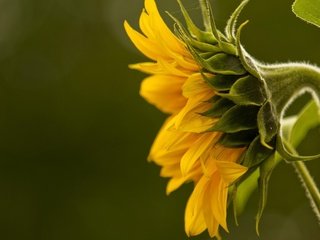 Обои желтый, макро, подсолнух, подсолнух., yellow, macro, sunflower, sunflower. разрешение 2560x1600 Загрузить