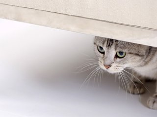 Обои глаза, кот, кошка, смотрит, взгляд, eyes, cat, looks, look разрешение 1920x1200 Загрузить