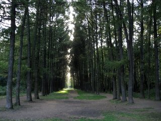 Обои свет, трава, деревья, лес, сосны, проблески, light, grass, trees, forest, pine, glimpses разрешение 3264x2448 Загрузить