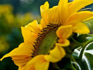 Обои подсолнух, стебель, волоски, sunflower, stem, hairs разрешение 1920x1200 Загрузить