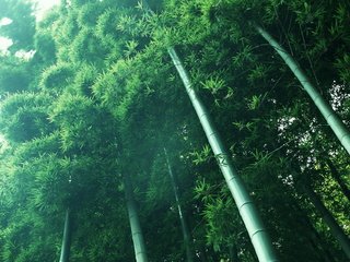 Обои свет, растения, зелёный, бамбук, light, plants, green, bamboo разрешение 2048x1280 Загрузить