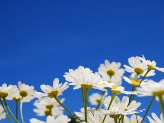 Обои небо, цветы, желтый, the sky, flowers, yellow разрешение 2560x1600 Загрузить