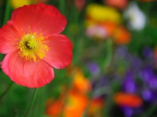 Обои макро, цветок, красный, macro, flower, red разрешение 2560x1600 Загрузить