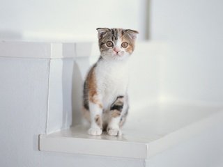 Обои лестница, котенок, белый, ladder, kitty, white разрешение 1920x1440 Загрузить