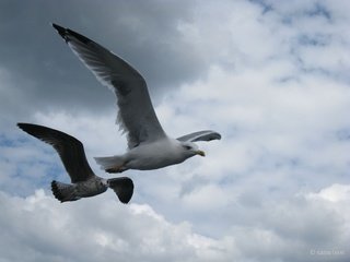 Обои небо, полет, крылья, чайка, птицы, клюв, перья, the sky, flight, wings, seagull, birds, beak, feathers разрешение 2592x1944 Загрузить