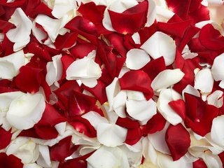 Обои роза, лепестки, красные, белые, rose, petals, red, white разрешение 3040x1900 Загрузить