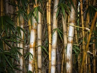 Обои листья, бамбук, leaves, bamboo разрешение 1920x1440 Загрузить