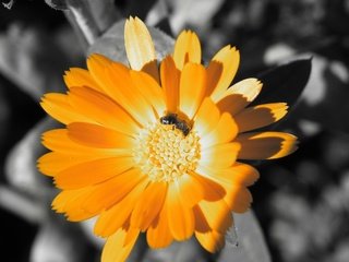 Обои цвет, оранжевый, пчела, color, orange, bee разрешение 2560x1600 Загрузить