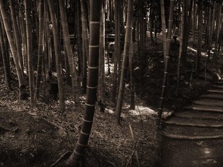 Обои лес, ступеньки, стволы, бамбук, сепия, forest, steps, trunks, bamboo, sepia разрешение 1920x1200 Загрузить