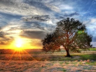 Обои солнце, дерево, поле, hdr, the sun, tree, field разрешение 2560x1600 Загрузить