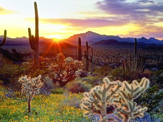 Обои небо, цветы, горы, восход, солнце, лучи, кактусы, the sky, flowers, mountains, sunrise, the sun, rays, cacti разрешение 1920x1200 Загрузить