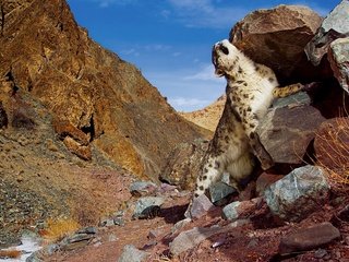 Обои горы, камни, снежный барс, mountains, stones, snow leopard разрешение 2560x1600 Загрузить