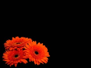 Обои цветы, лепестки, черный фон, оранжевые, герберы, flowers, petals, black background, orange, gerbera разрешение 4000x3000 Загрузить