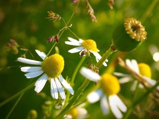 Обои желтый, цветок, макросъемка, yellow, flower, macro разрешение 2560x1600 Загрузить