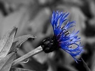 Обои синий, черно-белая, контраст, василек, blue, black and white, contrast, cornflower разрешение 2560x1600 Загрузить