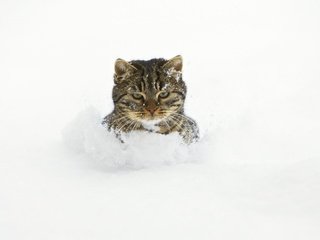 Обои снег, кот, сугробы, snow, cat, the snow разрешение 5100x3400 Загрузить