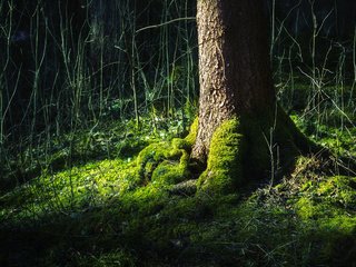 Обои дерево, лес, зелёный, жизни, tree, forest, green, life разрешение 2560x1600 Загрузить