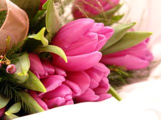 Обои цветы, тюльпаны, flowers, tulips разрешение 3888x2592 Загрузить