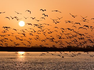 Обои закат, чайки, волга, sunset, seagulls, volga разрешение 1918x1080 Загрузить