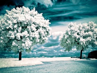 Обои деревья, поле, инфракрасный пейзаж, trees, field, infrared landscape разрешение 2560x1600 Загрузить