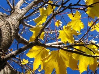 Обои дерево, осень, желтые листья, tree, autumn, yellow leaves разрешение 1920x1200 Загрузить