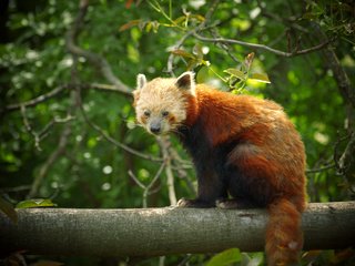 Обои панда, рыжая, фаерфокс, красная панда, малая панда, panda, red, firefox, red panda разрешение 2560x1600 Загрузить