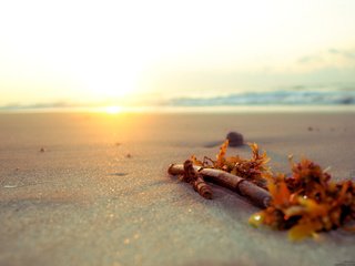 Обои песок, пляж, палка, sand, beach, stick разрешение 2560x1600 Загрузить