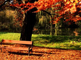 Обои дерево, парк, осень, пруд, лавочка, tree, park, autumn, pond, shop разрешение 3865x2120 Загрузить