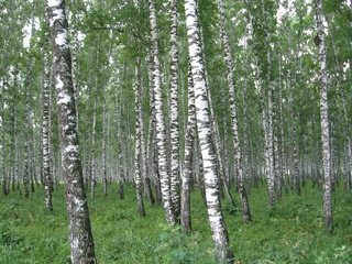 Обои березы, россия, родина, birch, russia, homeland разрешение 3072x2304 Загрузить